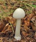 Amanita_phalloides_bm2338