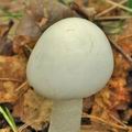 Amanita_phalloides_bm2341