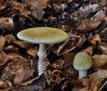 Amanita_phalloides_bv0663