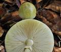 Amanita_phalloides_bv0676