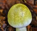 Amanita_phalloides_bv0687