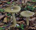 Amanita_phalloides_bv0792