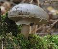 Amanita_porphyria_a7388