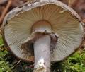 Amanita_porphyria_a7389