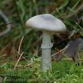 Amanita_porphyria_am0860