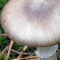 Amanita_porphyria_am0871