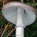 Amanita_porphyria_am0878