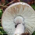 Amanita_porphyria_am0886