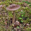 Amanita_porphyria_bk9796