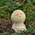 Amanita_regalis_bm0022