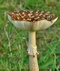 Amanita_regalis_bm2454