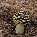 Amanita_regalis_bs6865