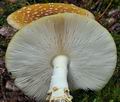 Amanita_regalis_bv1084