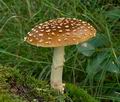 Amanita_regalis_ce4689s