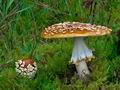 Amanita_regalis_ce7391s