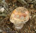 Amanita_rubescens_ab5684