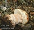 Amanita_rubescens_ab5692