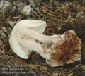 Amanita_rubescens_ab5697