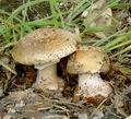 Amanita_rubescens_ab5703