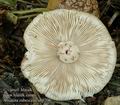 Amanita_rubescens_ab5706