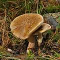 Amanita_rubescens_annulosulphurea_bo9949