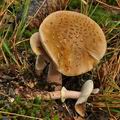 Amanita_rubescens_annulosulphurea_bo9951