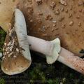 Amanita_rubescens_annulosulphurea_bo9967