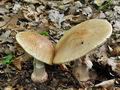 Amanita_rubescens_annulosulphurea_cd1314