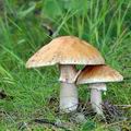 Amanita_rubescens_bc9967