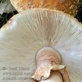 Amanita_rubescens_bc9979