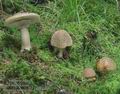 Amanita_rubescens_d2525