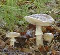 Amanita_spissa_ab8109