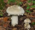 Amanita_strobiliformis_bv2878