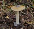 Amanita_umbrinolutea_bp0046