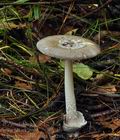 Amanita_umbrinolutea_bs9295