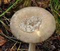 Amanita_umbrinolutea_bs9313