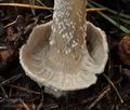 Amanita_umbrinolutea_bs9315