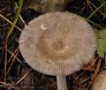 Amanita_umbrinolutea_bs9325