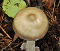 Amanita_umbrinolutea_bs9352