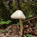 Amanita_virosa_be3741