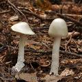 Amanita_virosa_be3842