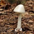 Amanita_virosa_be3847