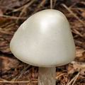 Amanita_virosa_be3852