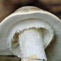 Amanita_virosa_be3890