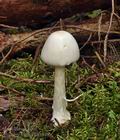 Amanita_virosa_bh8948