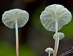 marasmius_epiphyllus_cg0843s