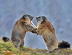 marmota_marmota_cz6909