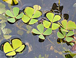 marsilea_quadrifolia_bs0324