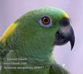 Amazona_auropalliata_dd4657