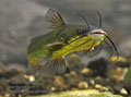 Ameiurus_melas_p8149836
